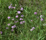 Fabaceae: Securigera varia
