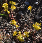 Crassulaceae: Sedum lanceolatum