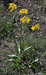 Asteraceae: Senecio integerrimus