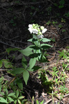 Caryophyllaceae: Silene stellata