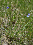 Iridaceae: Sisyrinchium montanum