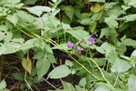Solanaceae: Solanum dulcamara