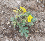 Solanaceae: Solanum rostratum