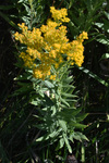 Asteraceae: Solidago altissima