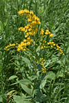 Asteraceae: Solidago gigantea