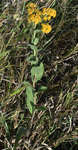 Asteraceae: Solidago rigida