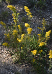 Asteraceae: Solidago simplex