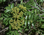 Rosaceae: Sorbus scopulina