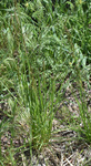 Poaceae: Sporobolus heterolepis