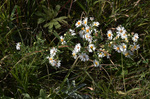 Asteraceae: Symphyotrichum ericoides