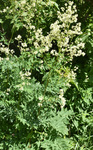 Ranunculaceae: Thalictrum dasycarpum