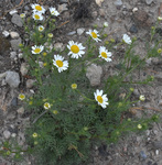 Asteraceae: Tripleurospermum perforatum