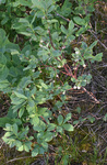 Ericaceae: Vaccinium membranaceum