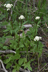 Valerianaceae: Valeriana occidentalis