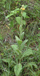 Scrophulariaceae: Verbascum thapsus