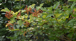 Caprifoliaceae: Viburnum opulus var. americanum