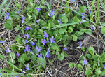 Violaceae: Viola adunca