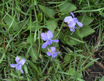 Violaceae: Viola sororia