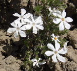 Polemoniaceae: Phlox hoodii