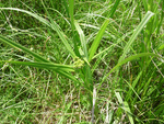 Cyperaceae: Scirpus pallidus by R. Neil Reese
