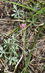 Asteraceae: Antennaria rosea