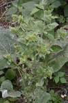 Asteraceae: Arctium minus