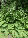 Asteraceae: Arctium tomentosum