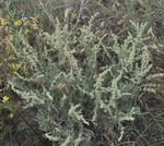 Chenopodiaceae: Atriplex gardneri