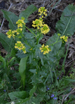 Brassicaceae: Barbarea vulgaris