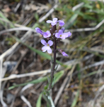 Brassicaceae: Arabis drummondii