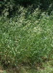 Poaceae: Bromus inermis
