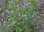 Polemoniaceae: Collomia linearis