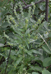 Boraginaceae: Cynoglossum officinale