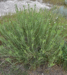 Asteraceae: Ericameria parryi