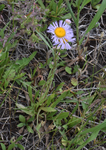 Asteraceae: Erigeron glabellus