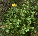 Scrophulariaceae: Mimulus guttatus