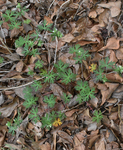 Geraniaceae: Geranium carolinianum
