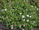 Geraniaceae: Geranium richardsonii