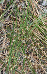 Juncaceae: Juncus arcticus ssp. littoralis