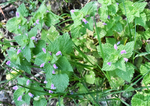 Lamiaceae: Lamium purpureum
