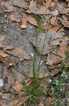 Nuttallanthus canadensis