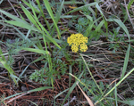 Apiaceae: Lomatium cous