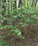 Caprifoliaceae: Lonicera maackii