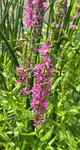Lythraceae: Lythrum salicaria