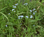 Boraginaceae Myosotis scorpioides