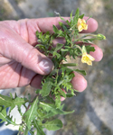 Onagraceae: Oenothera laciniata