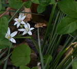 Liliaceae: Ornithogalum umbellatum