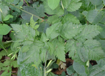 Apiaceae: Osmorhiza berteroi