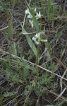 Fabaceae: Oxytropis campestris