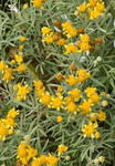 Asteraceae: Picradeniopsis oppositifolia